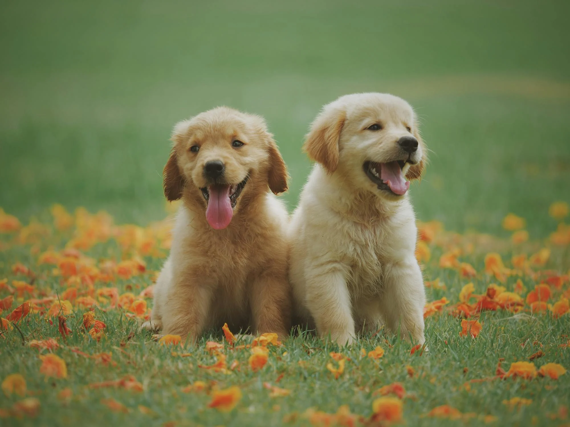 Pet emergency preparedness guide