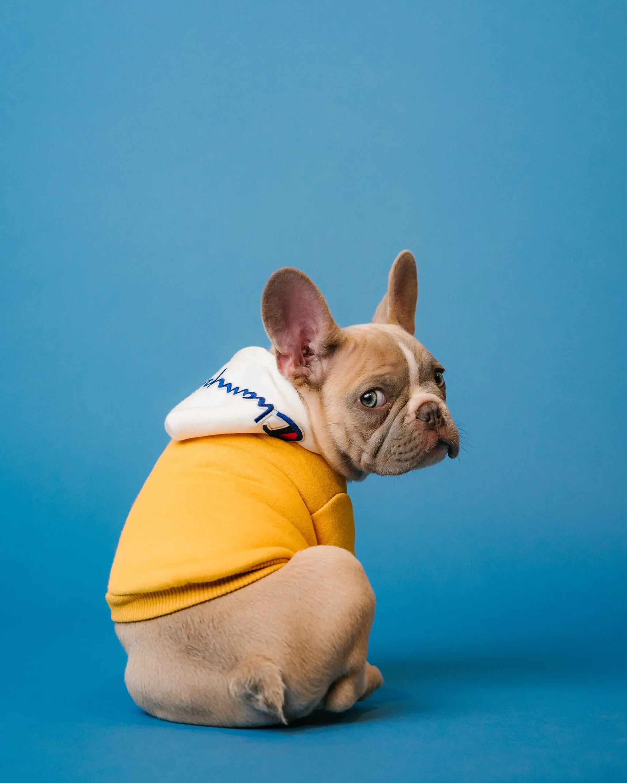 Puppy vaccination guide