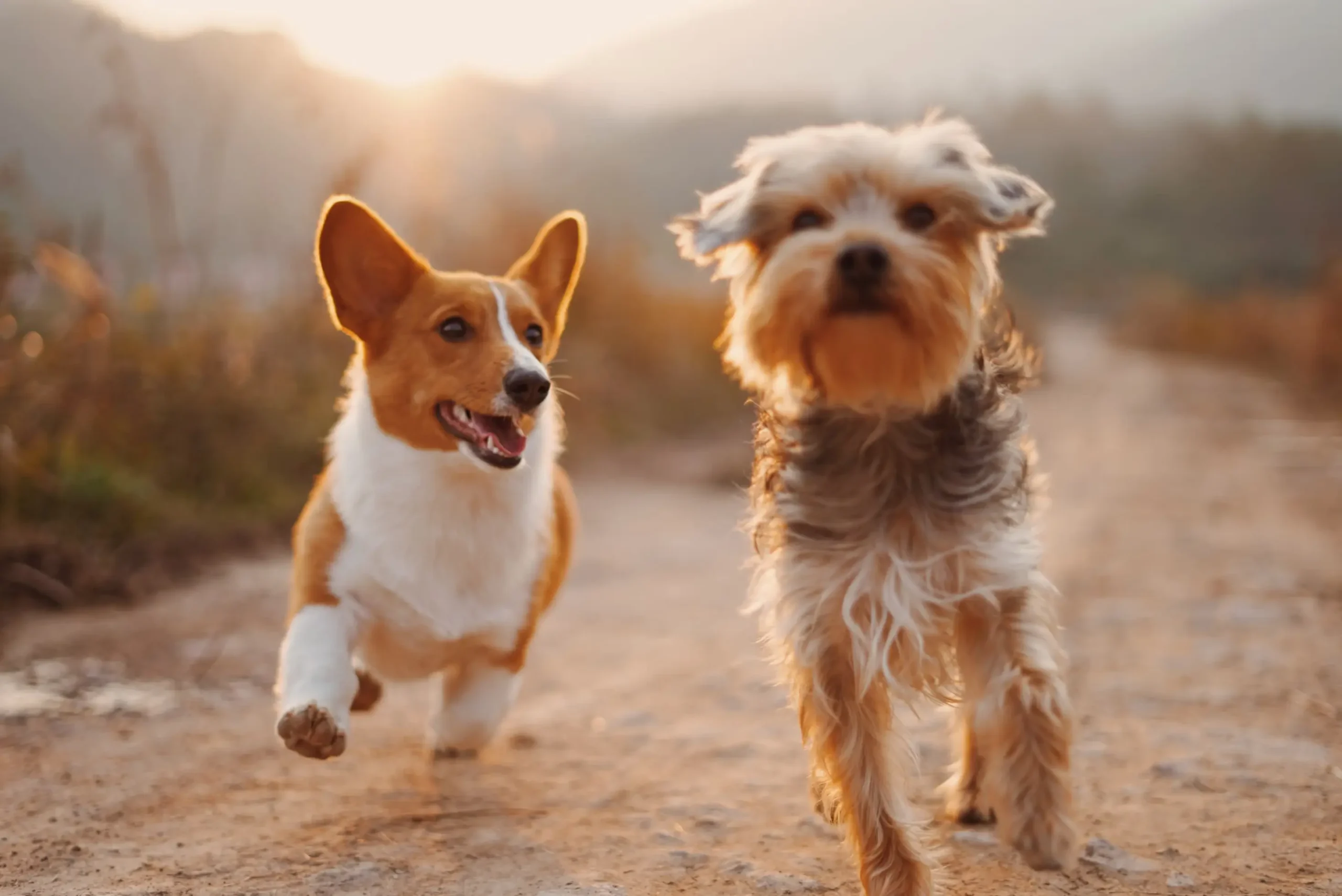 Pet nutrition guide