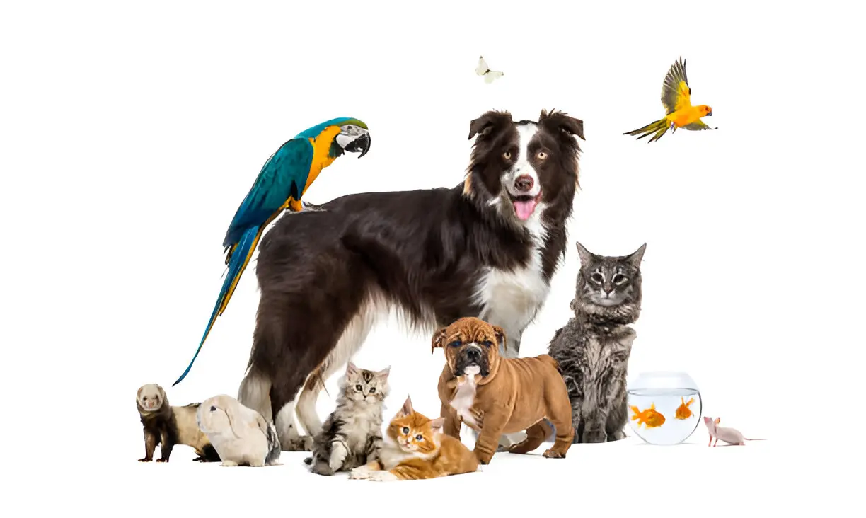A group of pets representing Zero3PetCare members