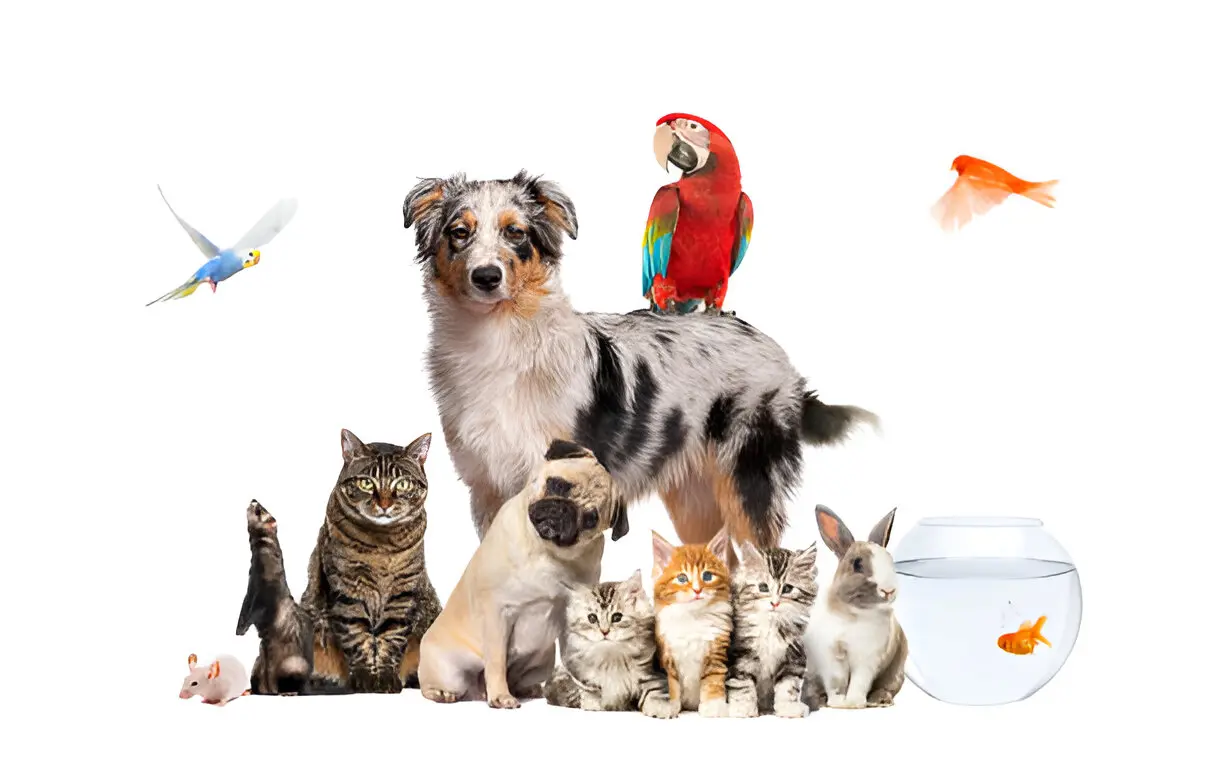 A group of pets representing Zero3PetCare members